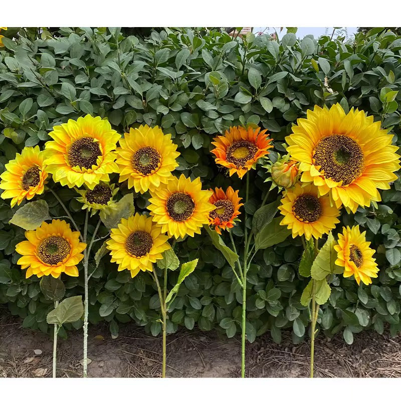 5 flowers 110cm sun Flowers