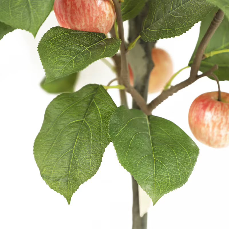 Fruit Tree Pots