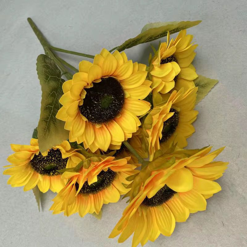 5 flower, SUN FLOWER